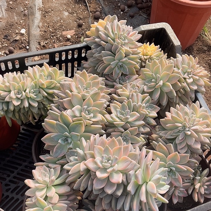 淡雪景朵缀14.99多肉植物
