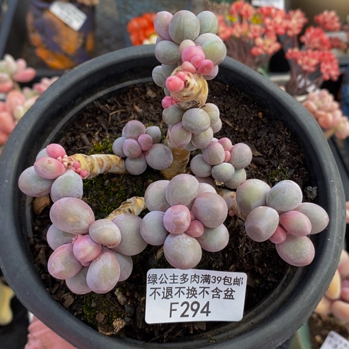 香水手指奶老桩有掉叶10cm294多肉