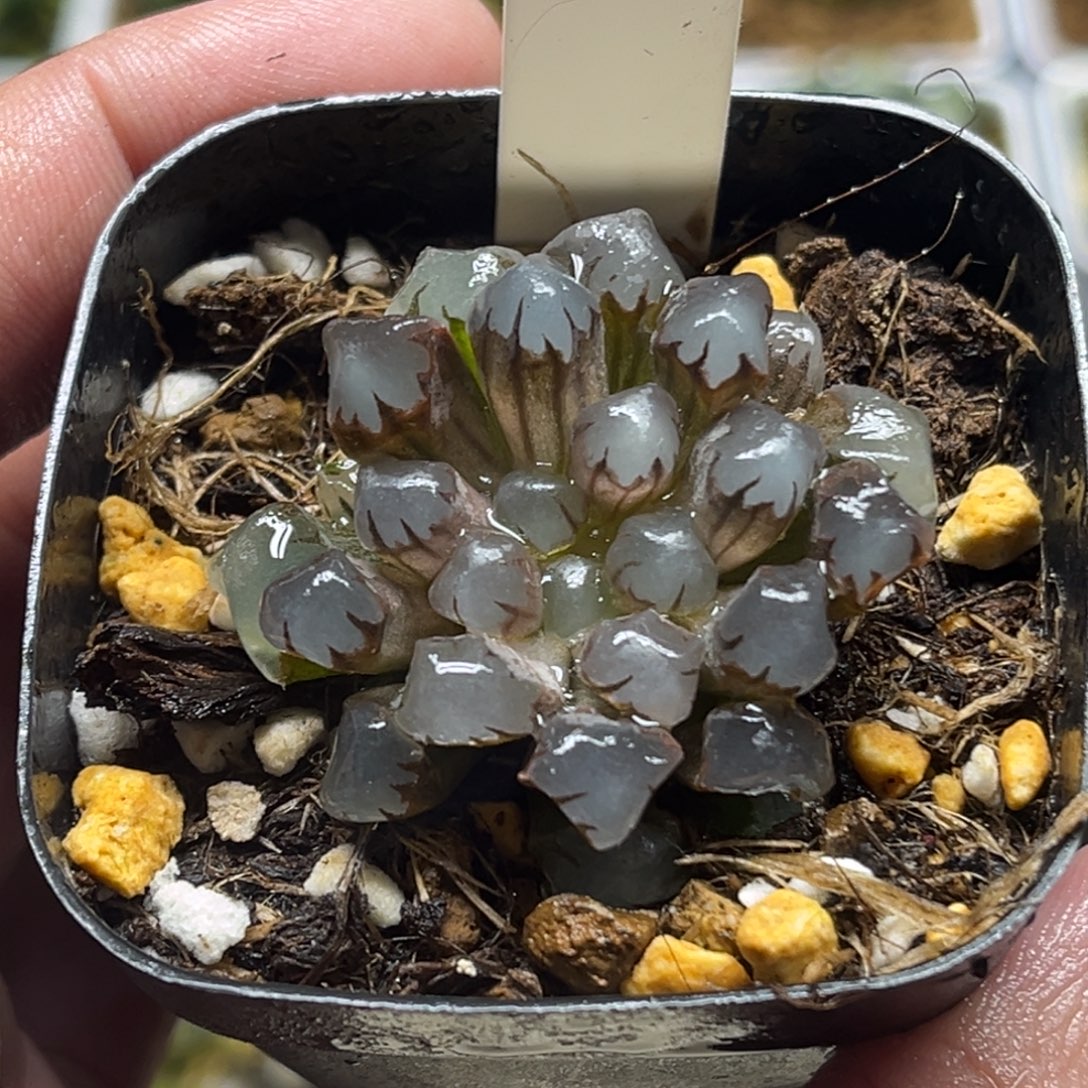 326紫玉兰无纹冰灯