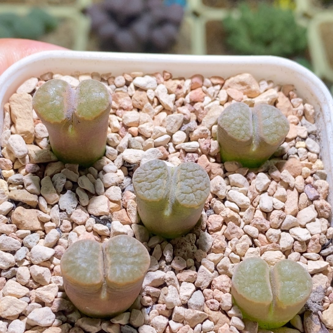 五颗雪花磁铁小母本