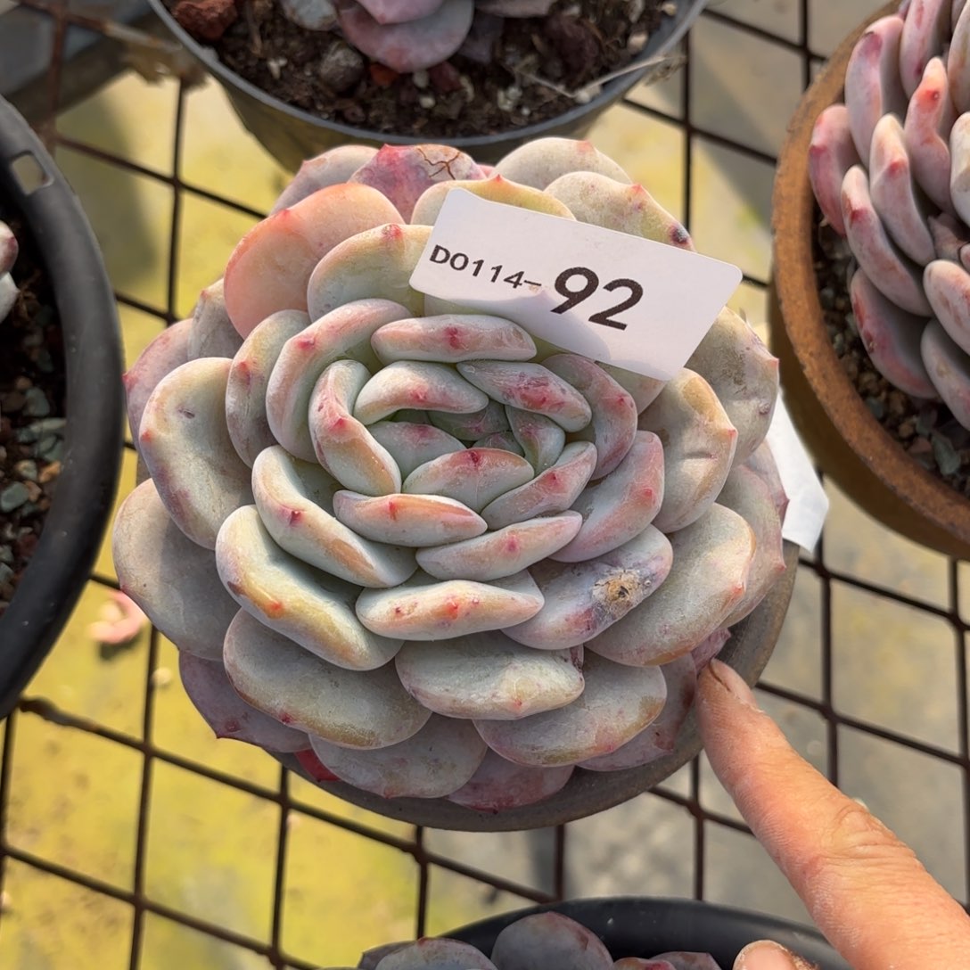 怎*同温层多肉92橙梦露