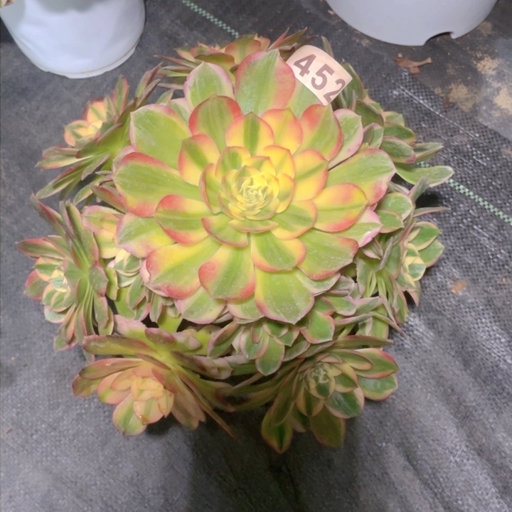 452老庄多肉法师海王