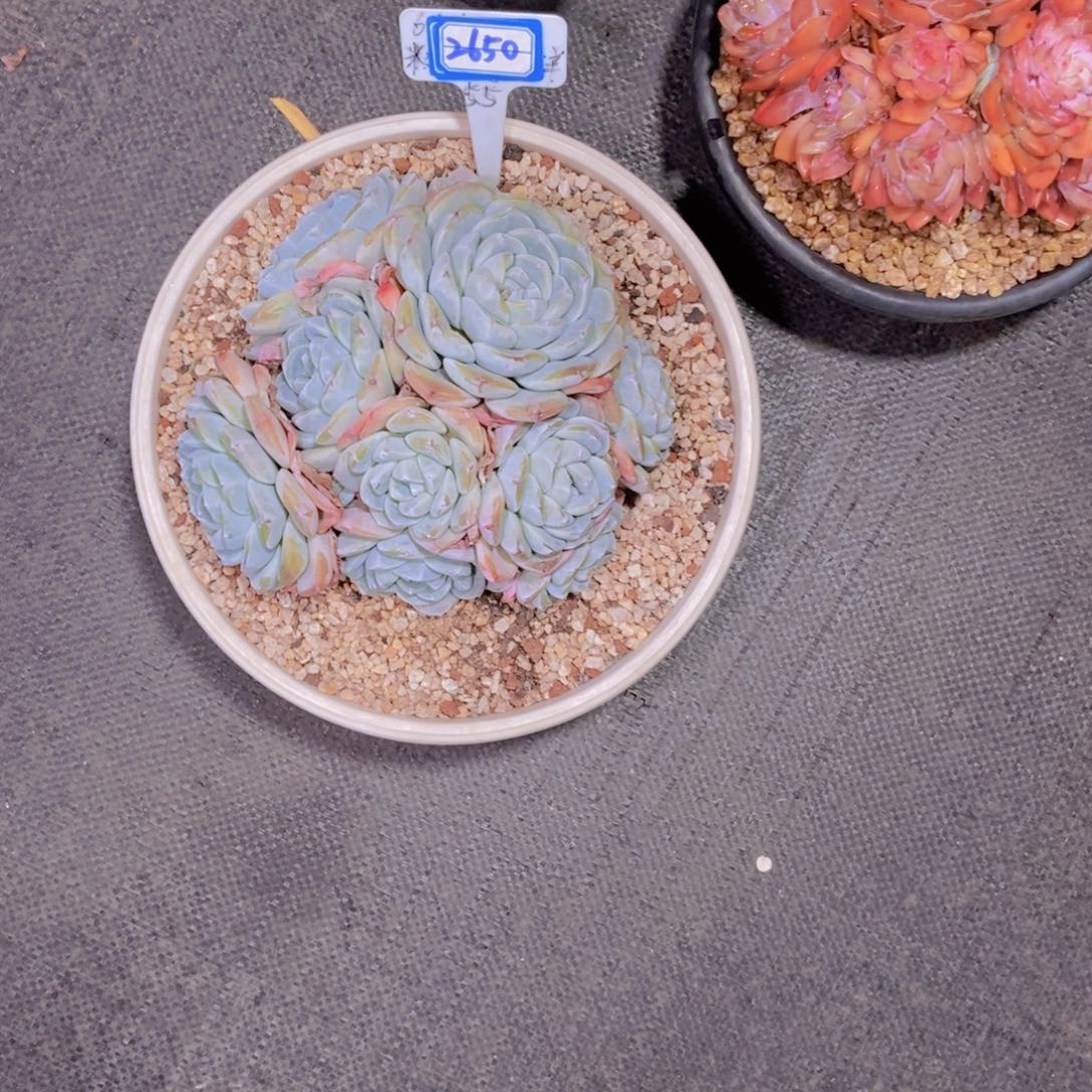 ****^2650冰雨大群物流