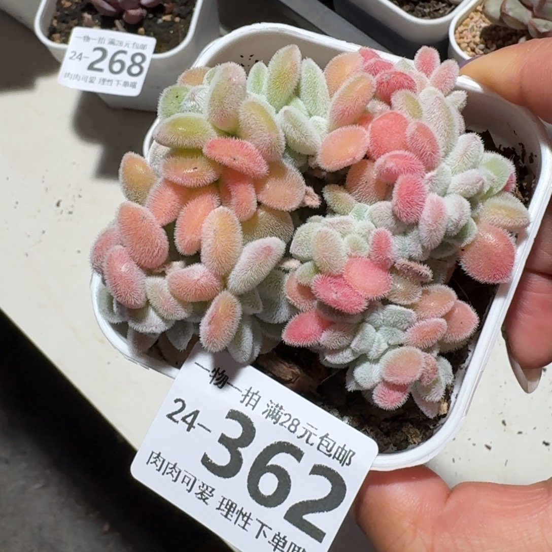 雪晃星缀化无盆土