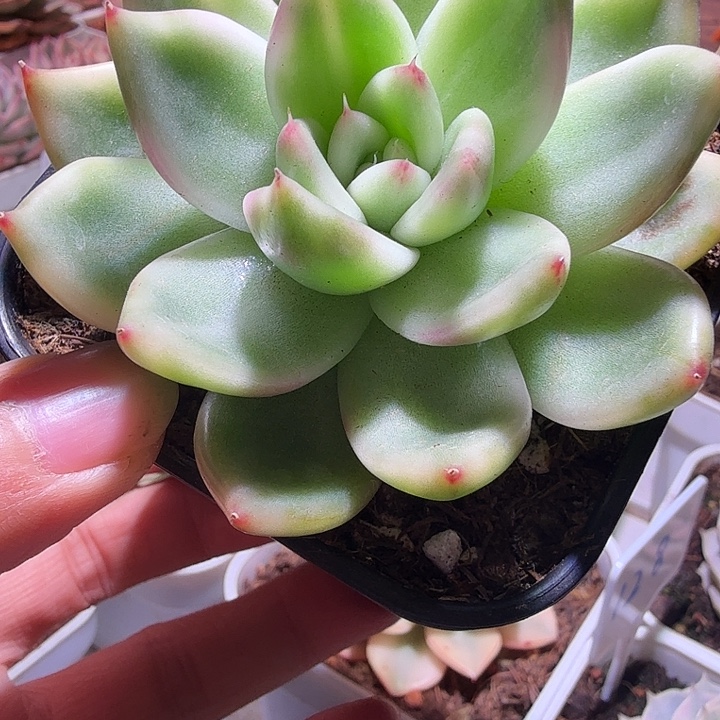 东云系锦多肉植物
