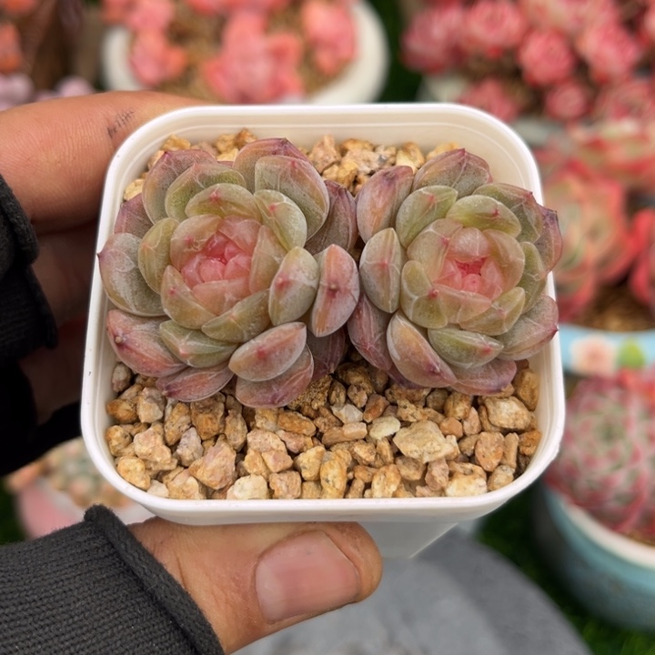 白恋多肉，一物一拍