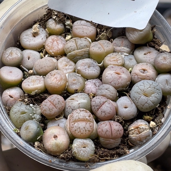 完全开放787荒混llllllllll