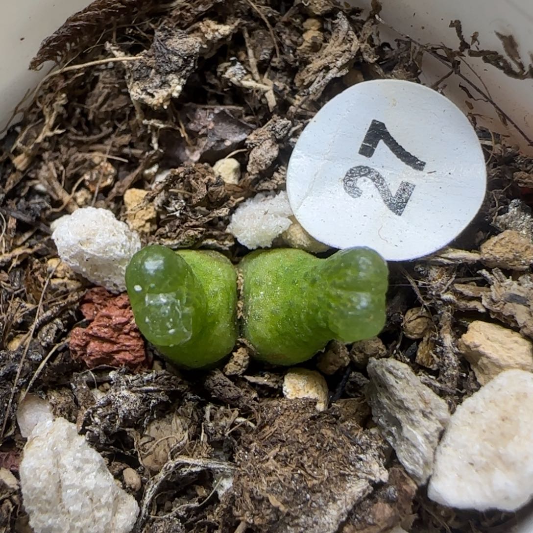 小葫芦双头多肉植物27