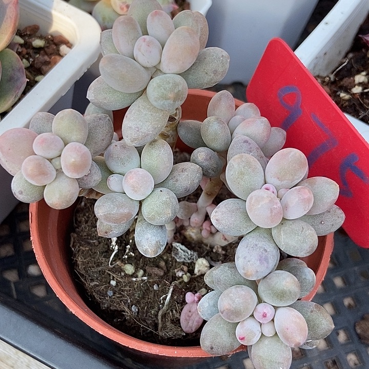 多肉植物樱花奶975
