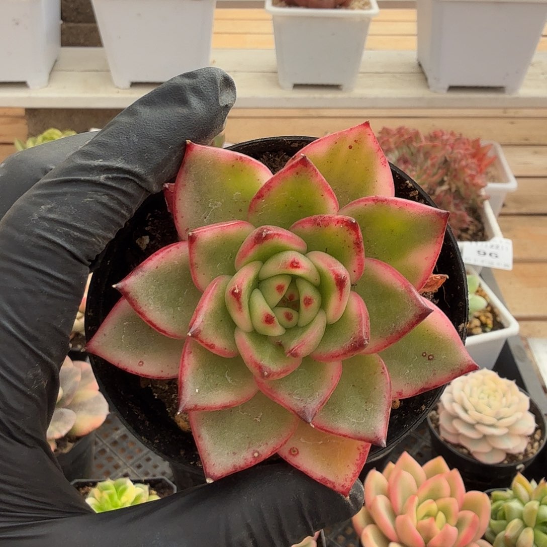 1122-98韩乌锦单头