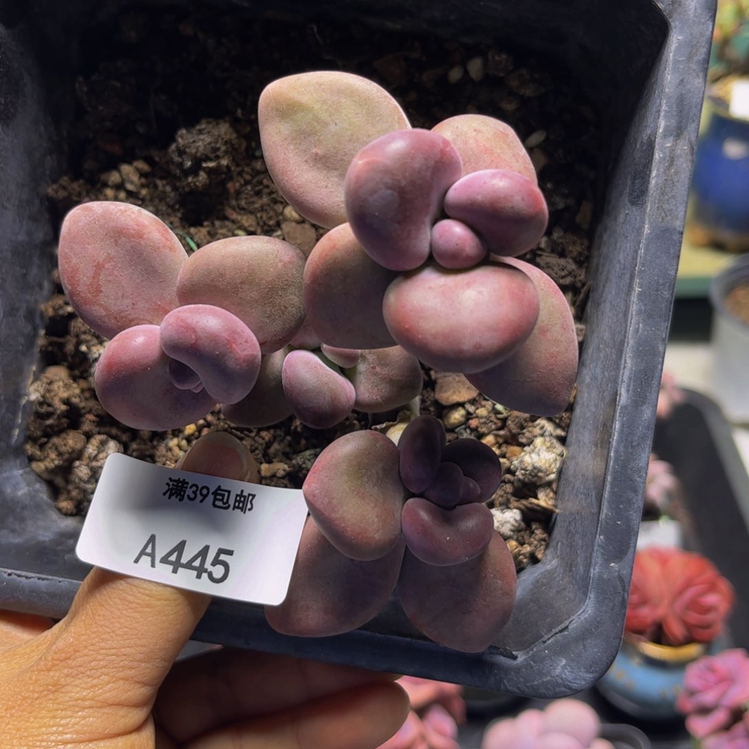 芒果奶445/9cm多肉