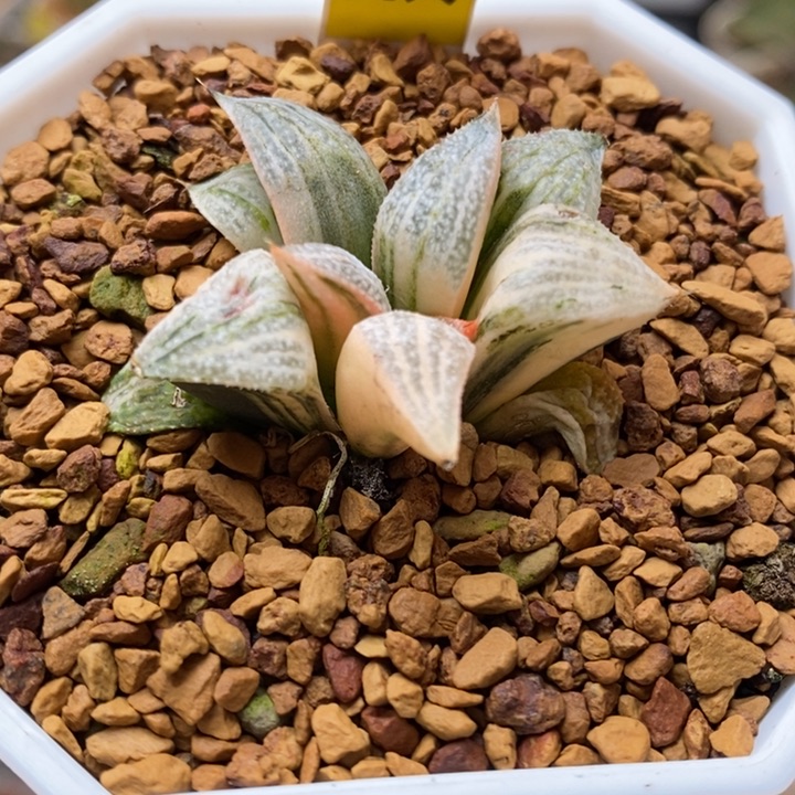 619号特选青蟹锦多肉植物