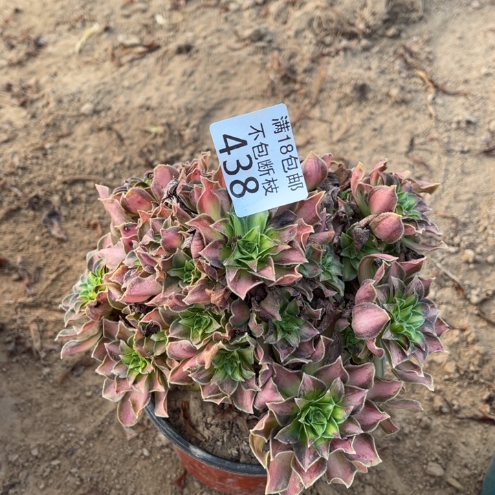 438韶华手捧2法师