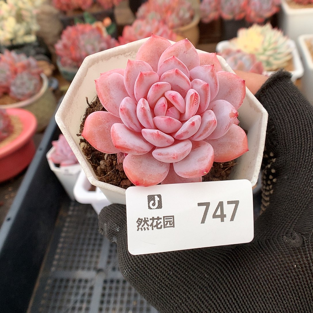 747星星橙多肉植物6666