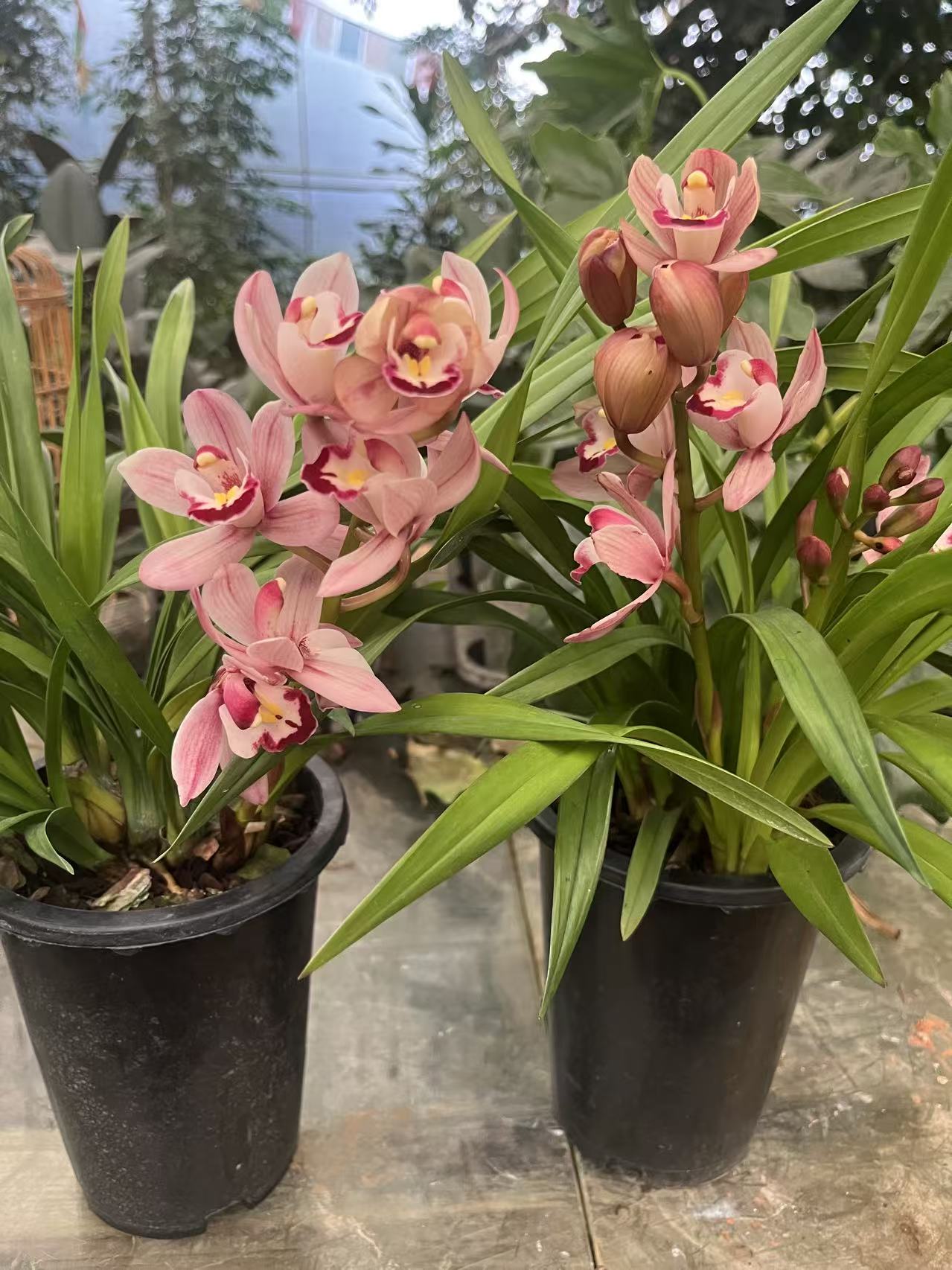 粉色【阿诗玛】大花蕙兰盆栽兰花绿植不售后