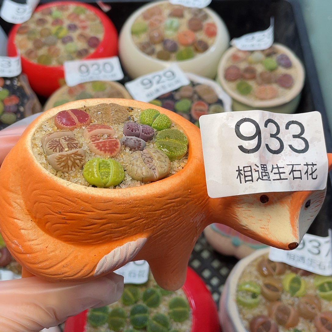 相遇生石花专拍933