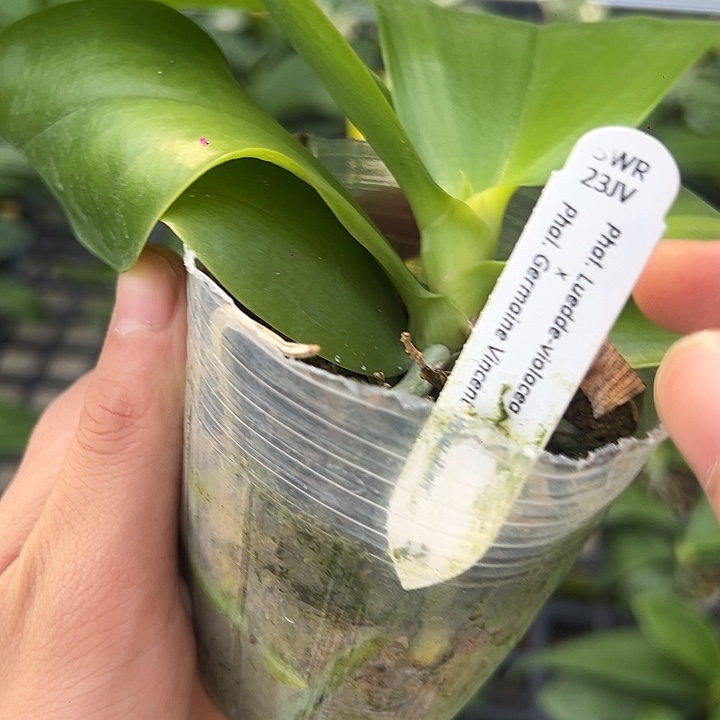 完全开放swr带花牌随机三颗