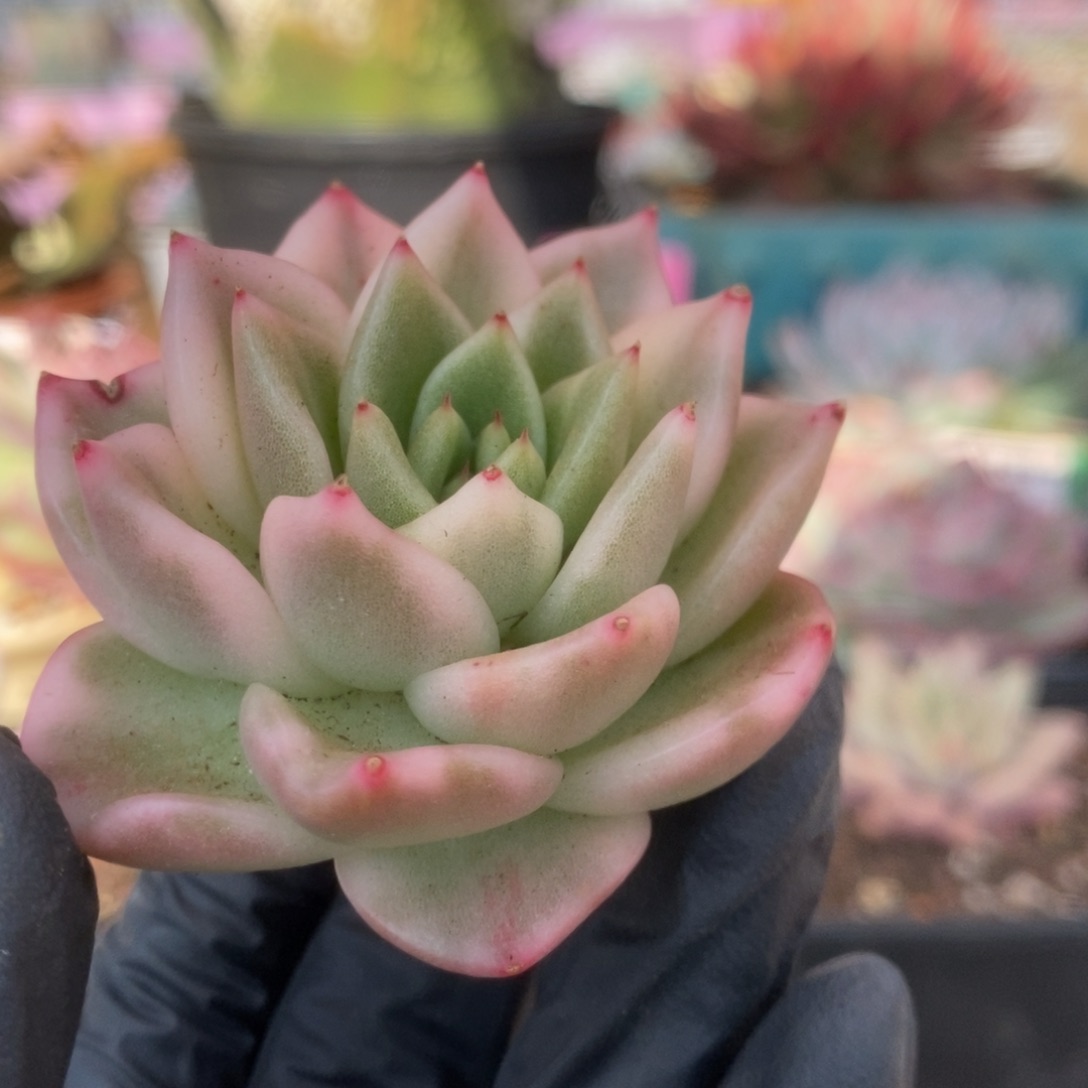 22东云杂锦锦锦锦锦