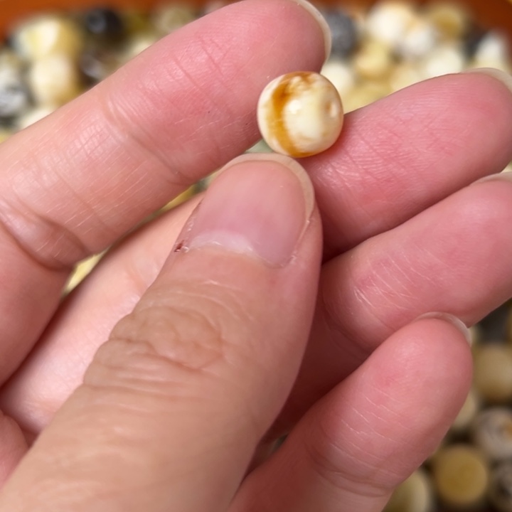 蜜蜡未镶嵌裸石9mm一个