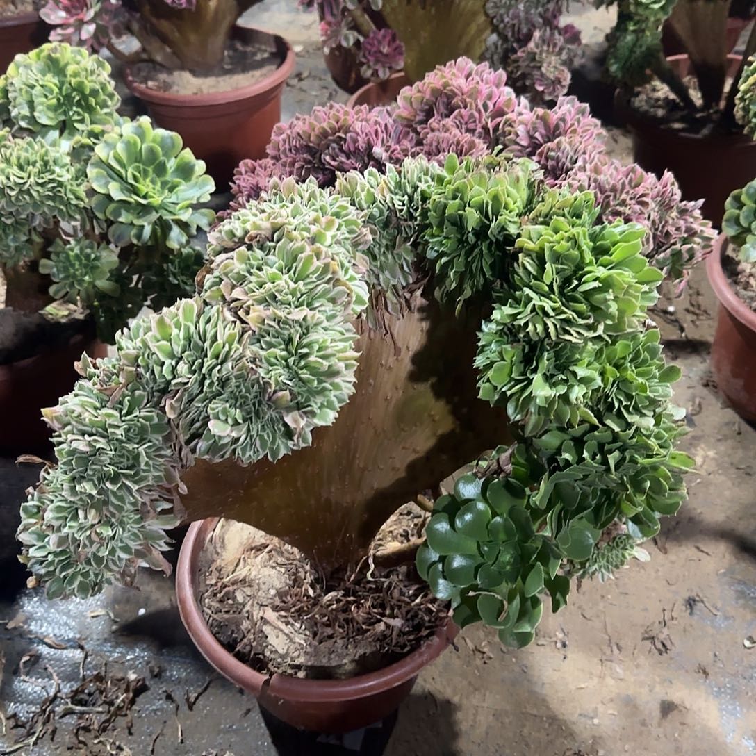 元***子白凤修护他，来咯呃呃呃