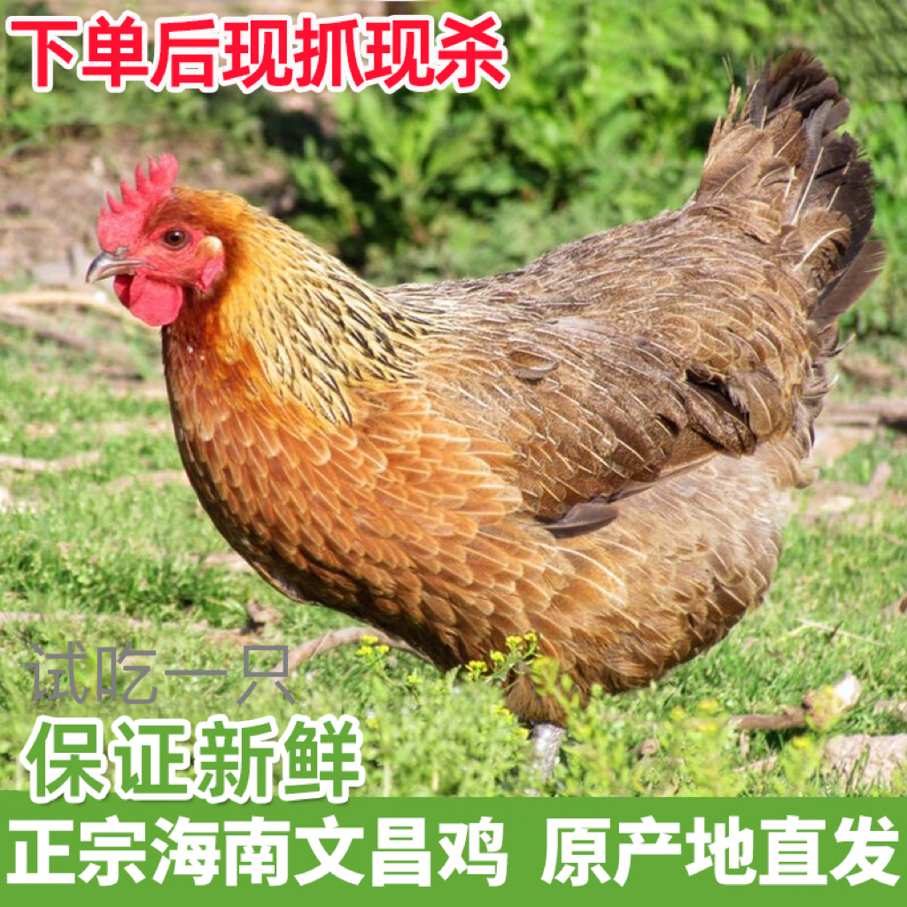 【海南文昌鸡 拍2送2只到手现杀散养240天文昌鸡净重8.6-9.6斤
