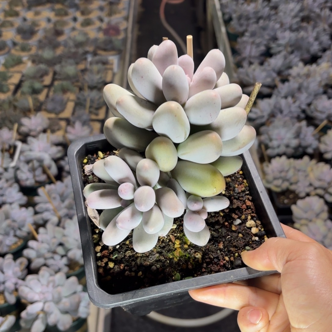 1203多肉植物米可