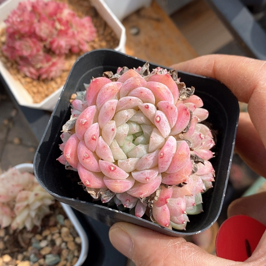 精品多肉一物柏不包整125