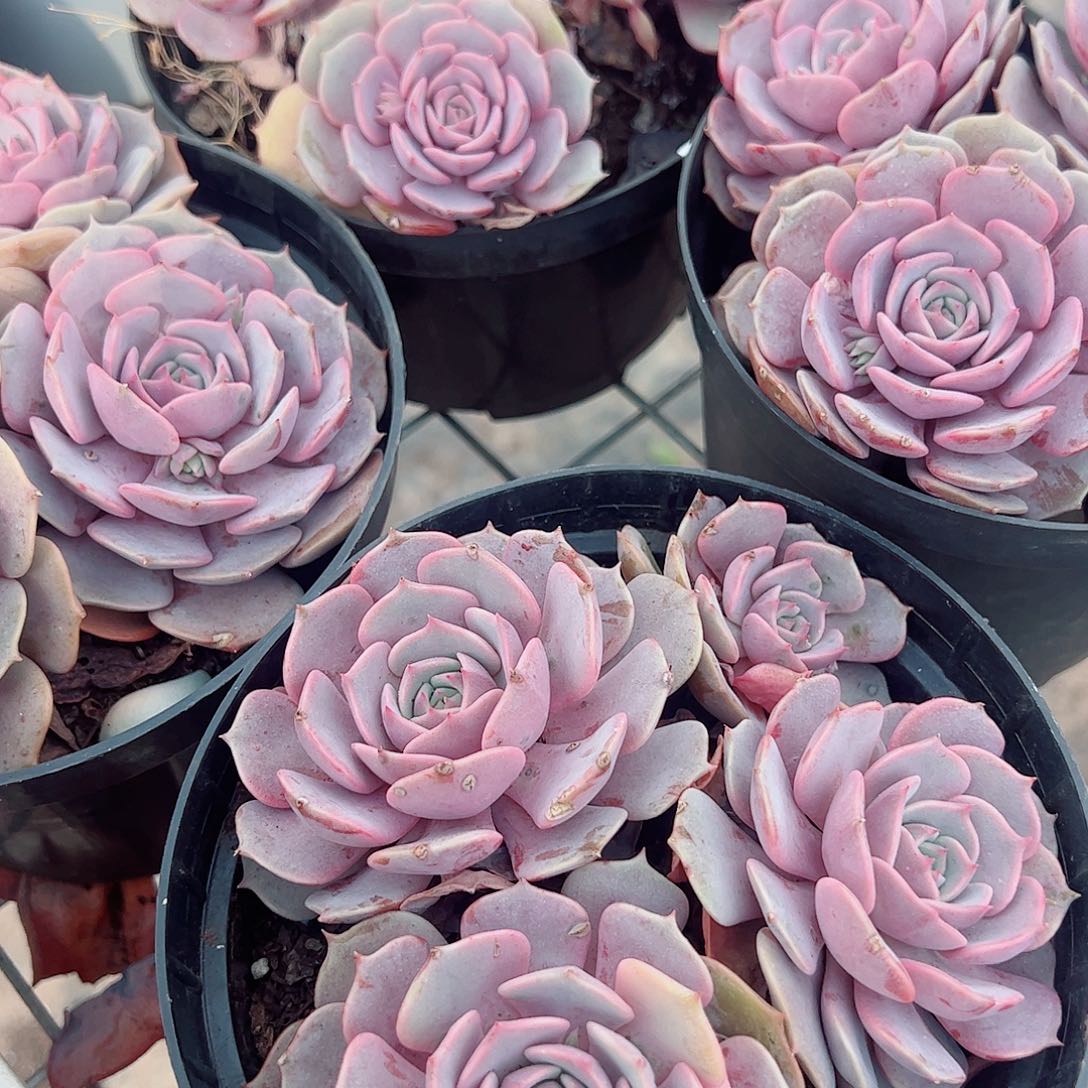 粉蝶多头群生精品特价