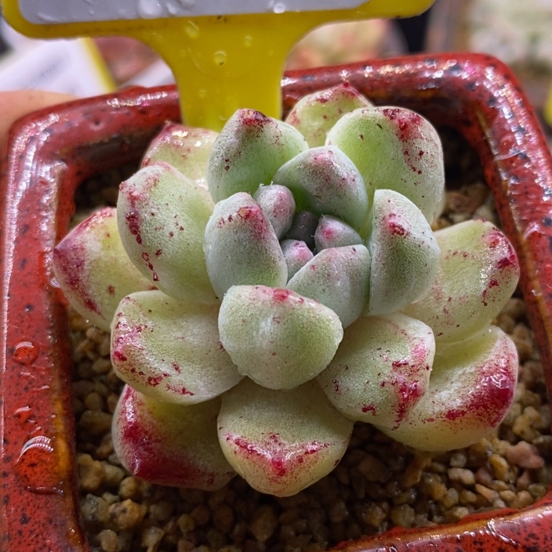 3168拉丝锦小精灵