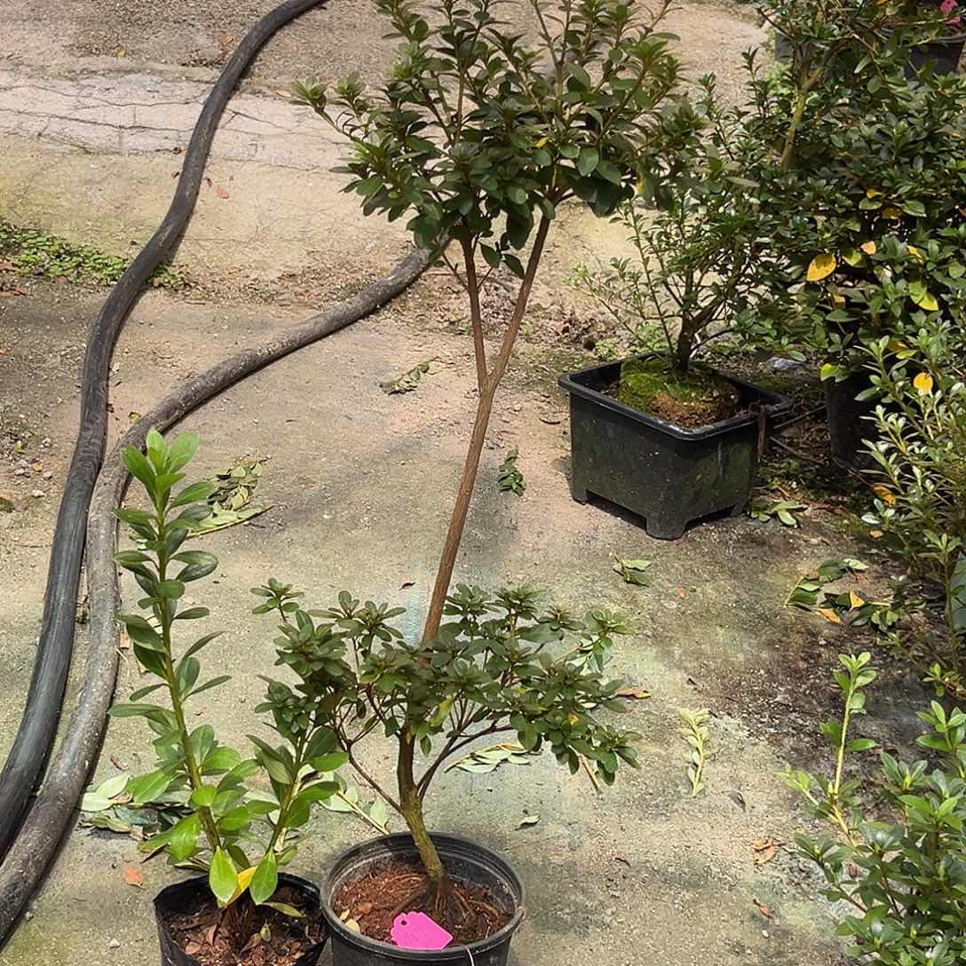 满月鸨羽惠比须杜鹃