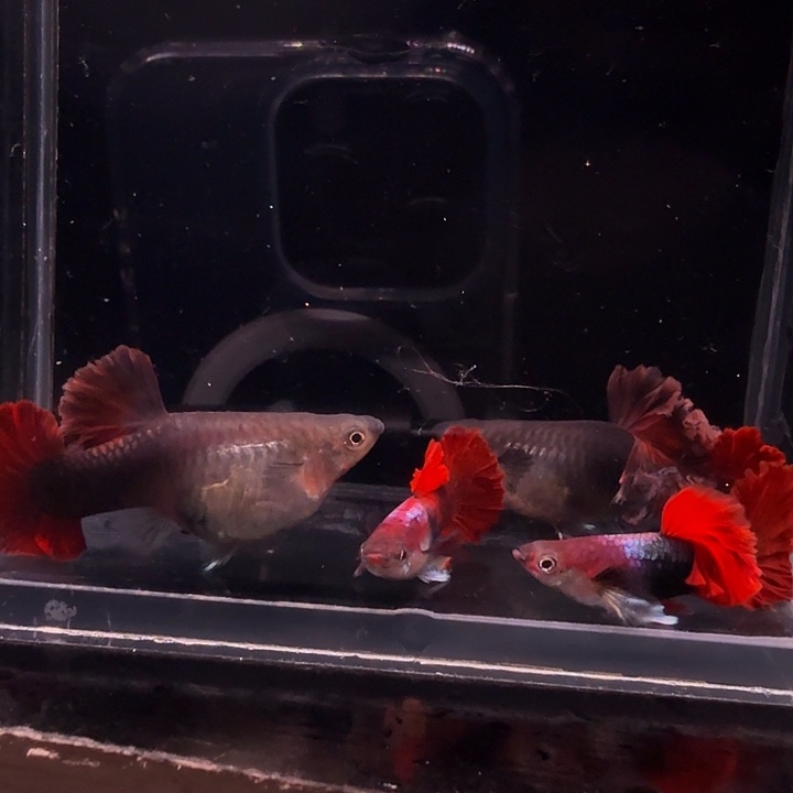 1***8孔雀鱼菊花帆两对