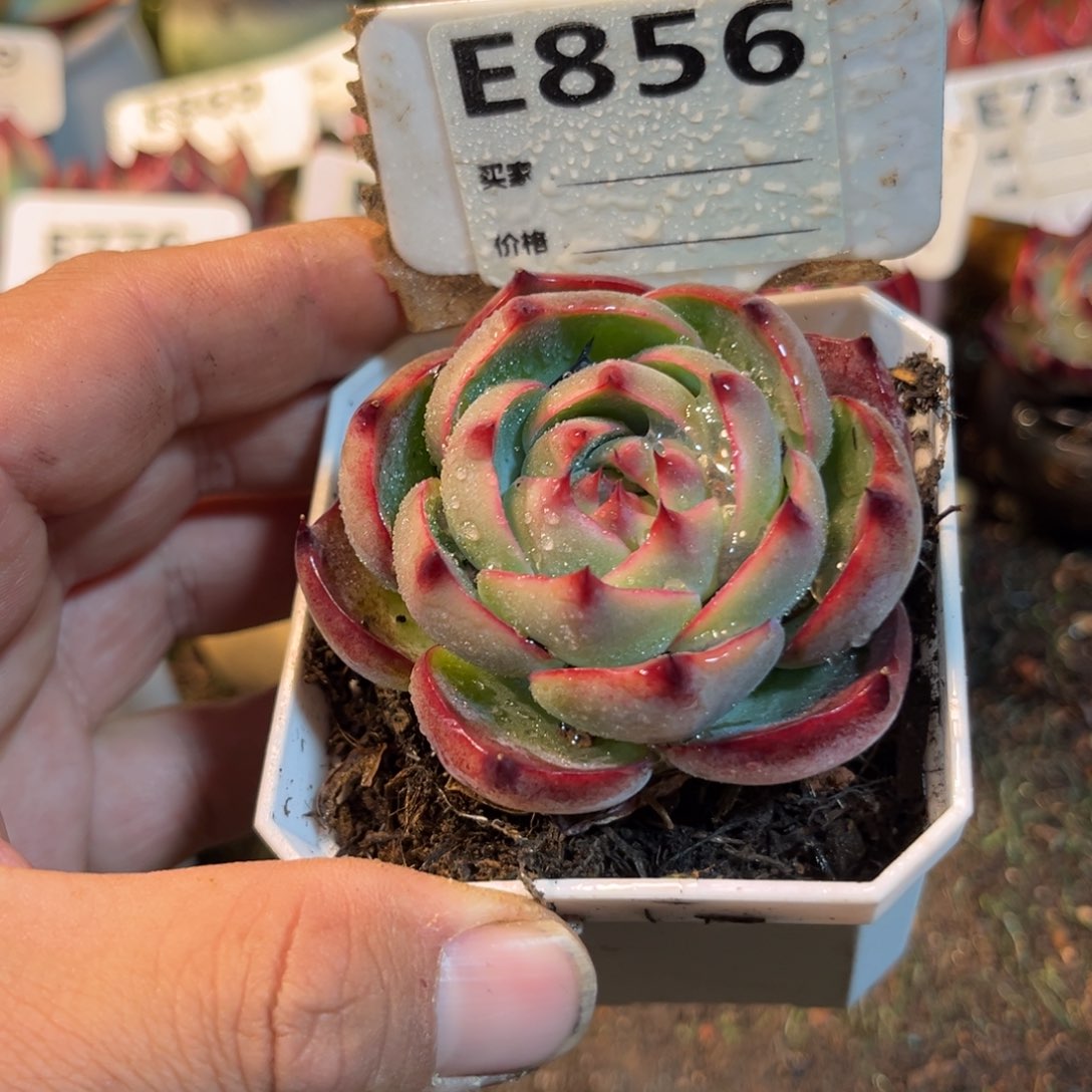 惊鸿一瞥856号多肉