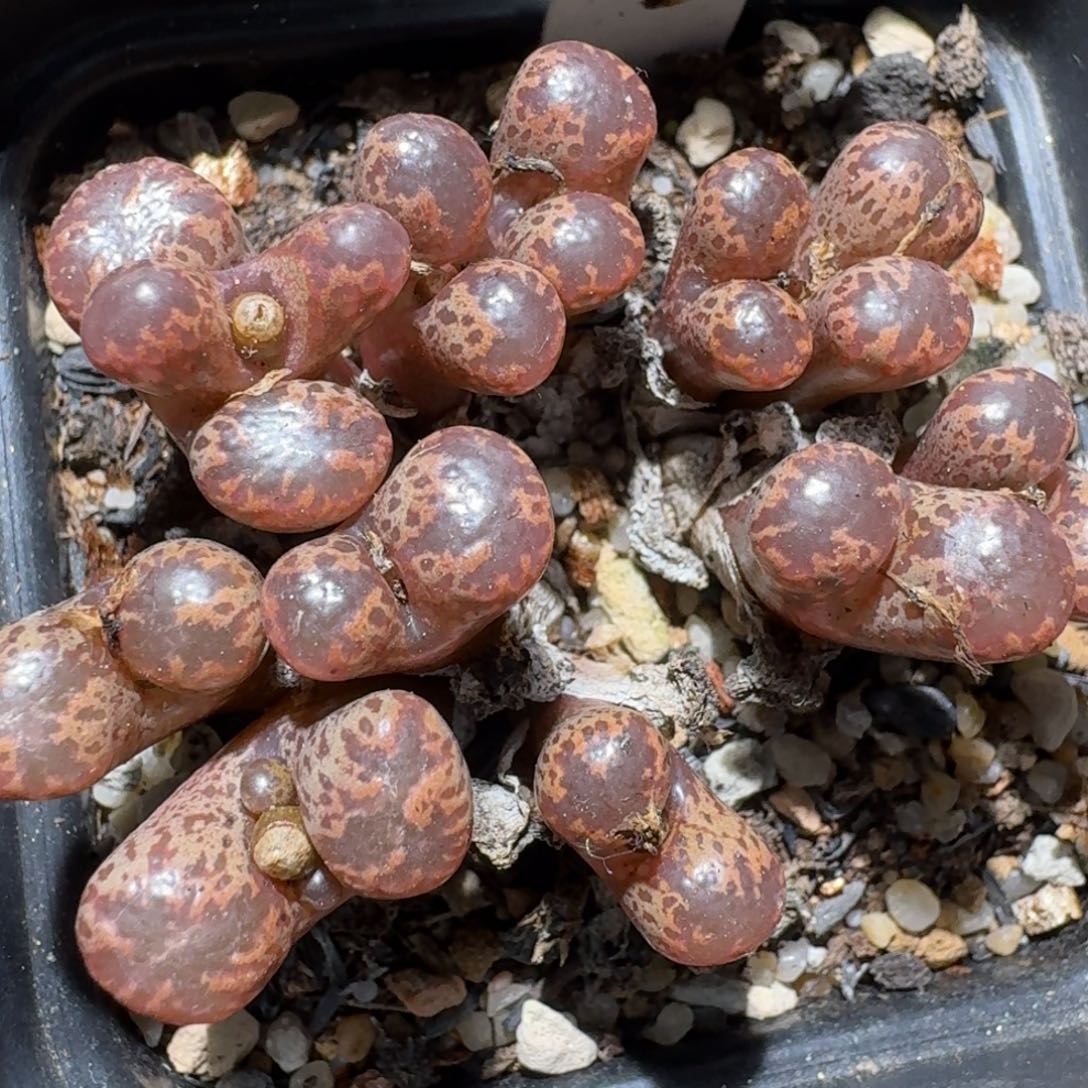 zzz精品也福利1430