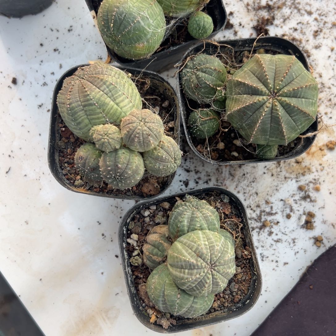 布纹球群多肉植物