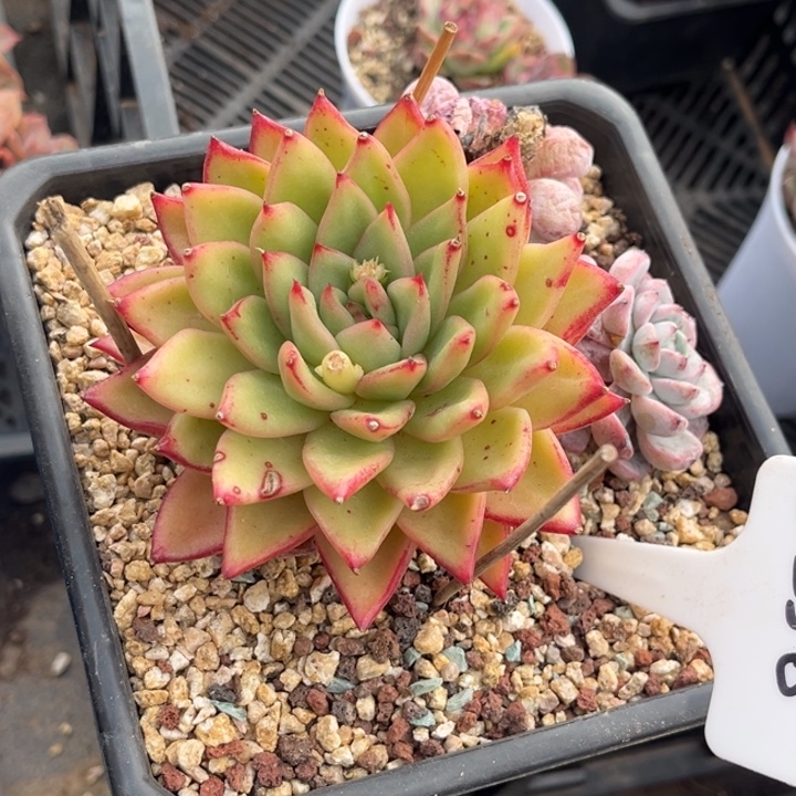 哦***哦2250 000000000000000