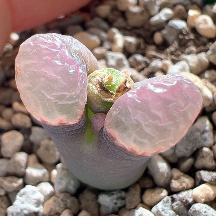 195。磁铁子。琥珀感。  