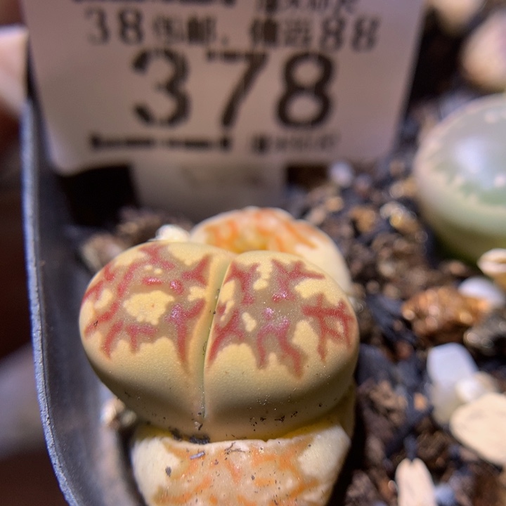 Sss精品生石花378