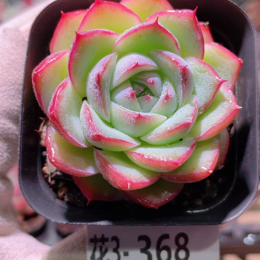 花利美3-368新品单头