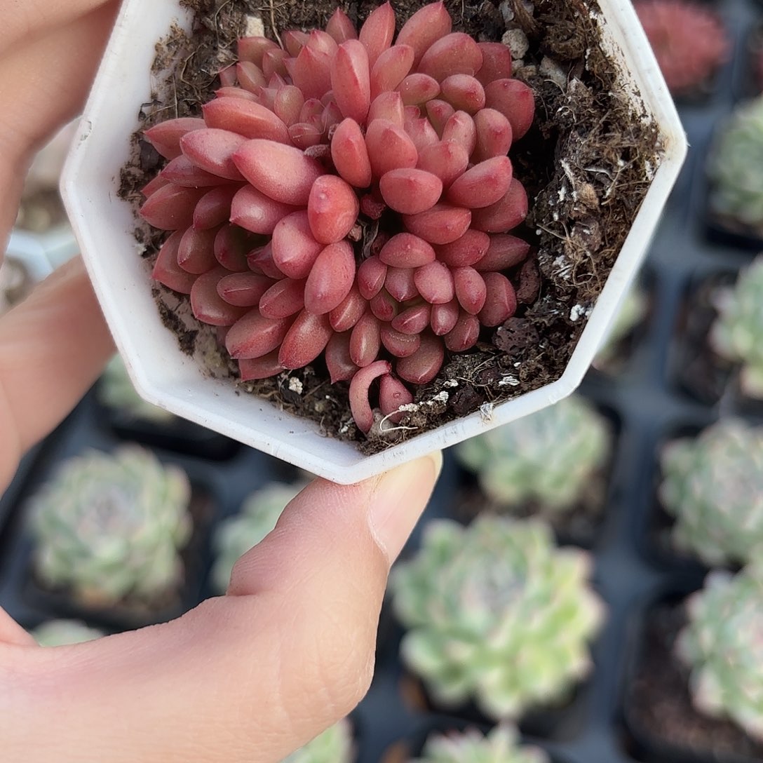 精品红宝石多肉植物