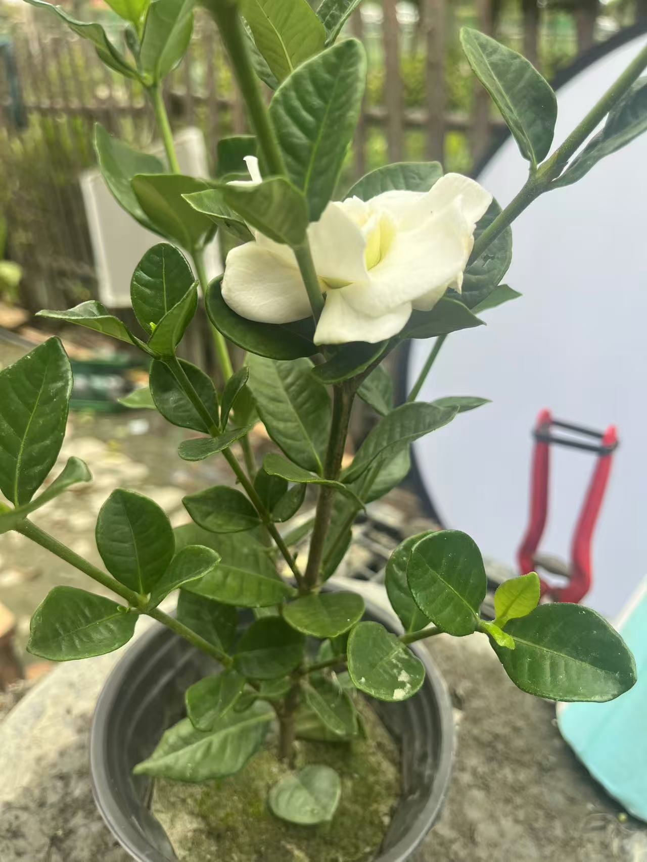 农户种植露天法连皮实耐养