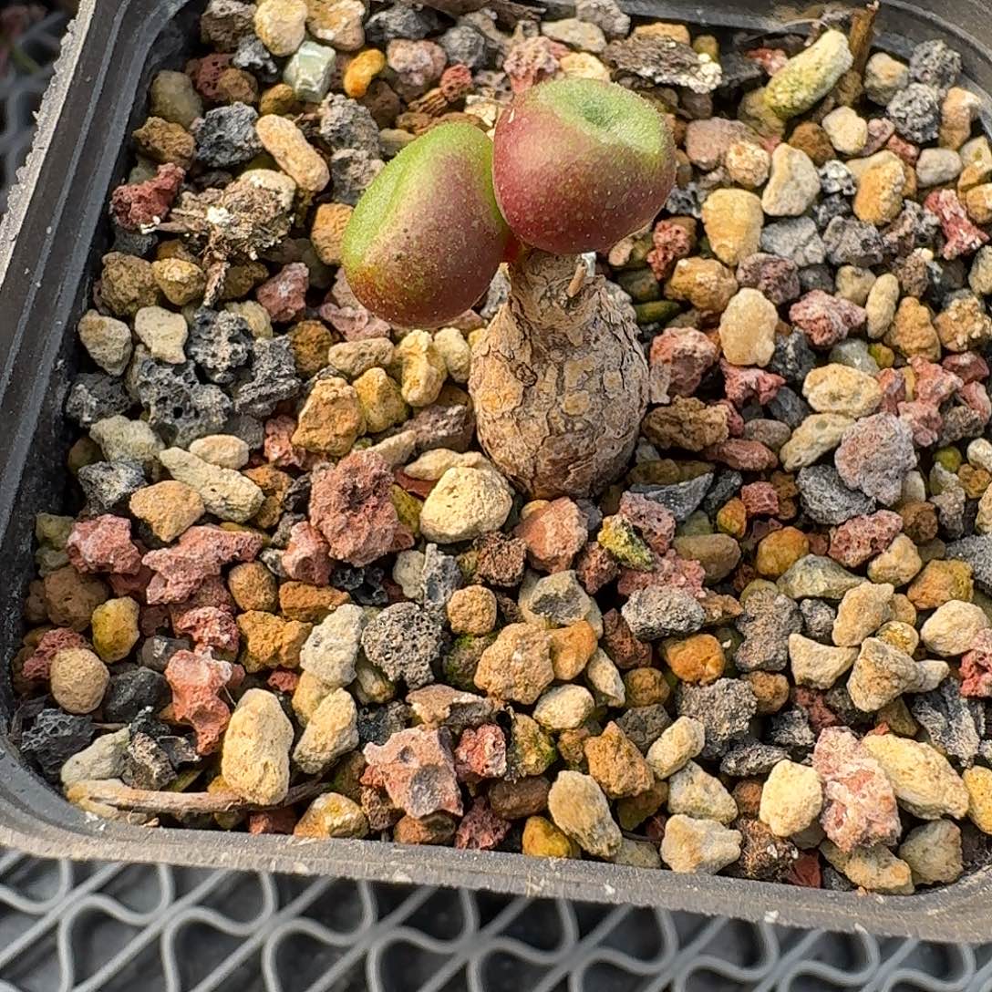 欧宝糖豆奇峰锦一个带盆