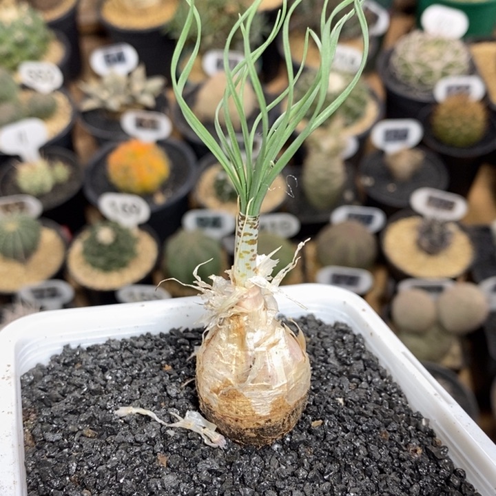 实生g属gb弹簧草303号2.4cm