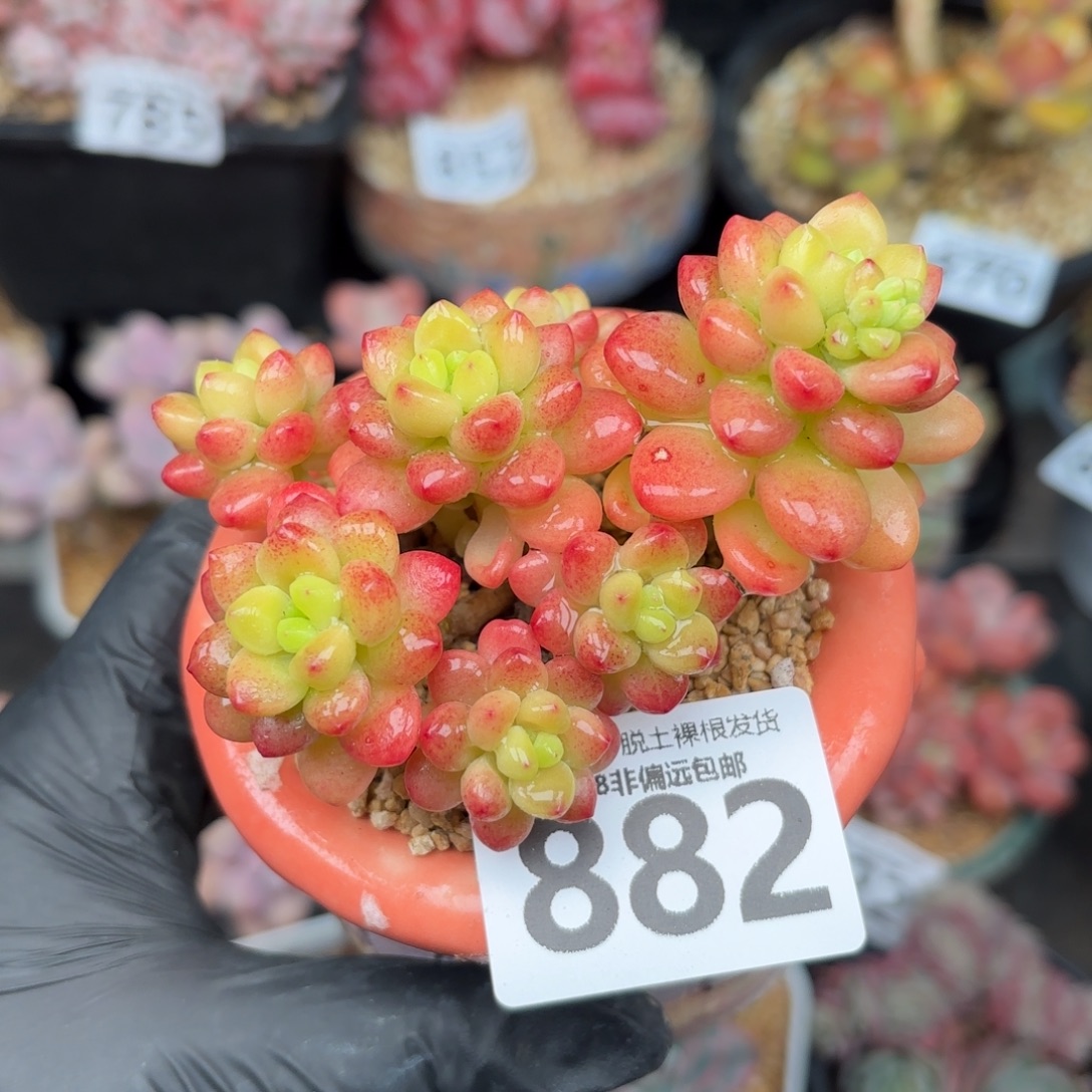 香格里拉无盆土发货