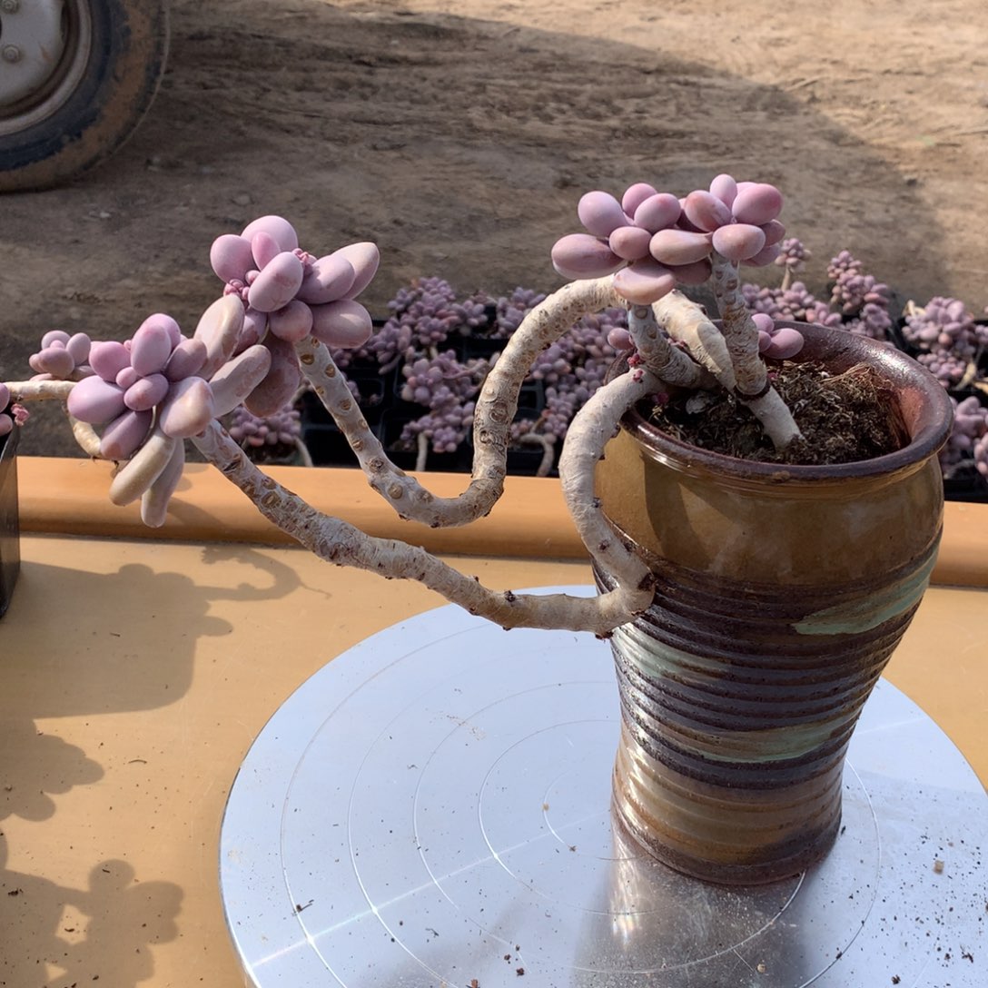 桃蛋老桩8号不带盆