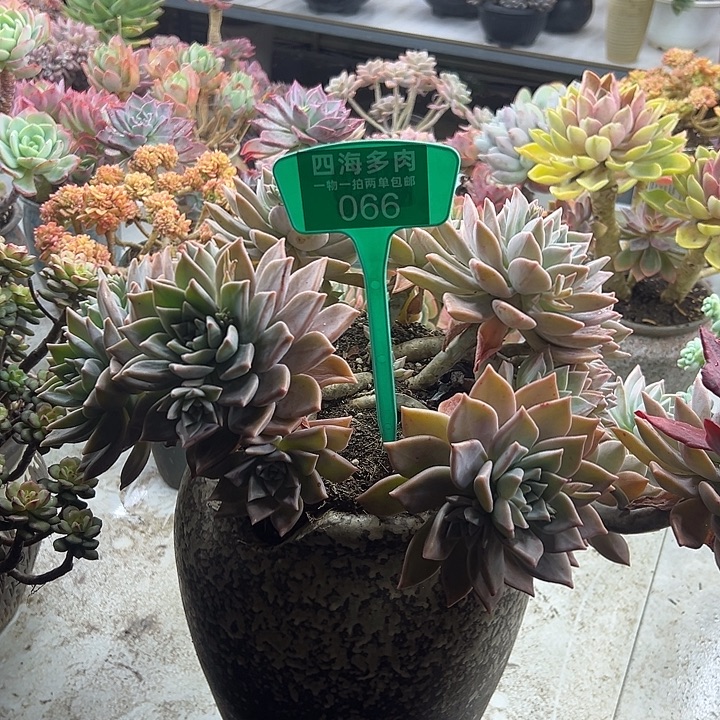 小***团浪漫多肉植物精油066