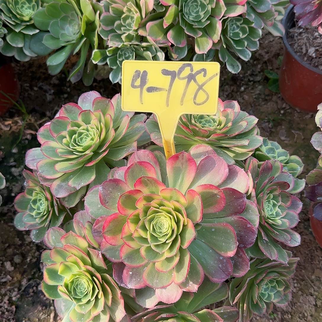 4-798---多头多肉奶白