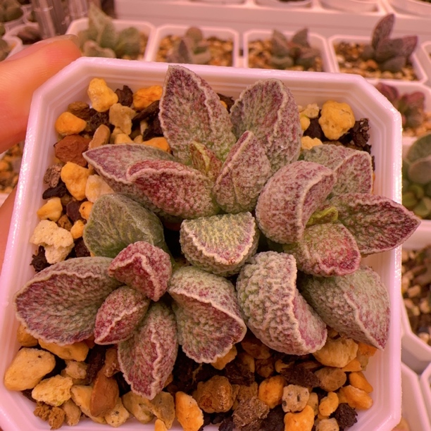 实生新品多肉水泡 一物一拍