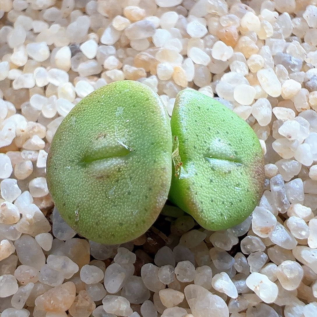 257。青蛙种源双头金币母本