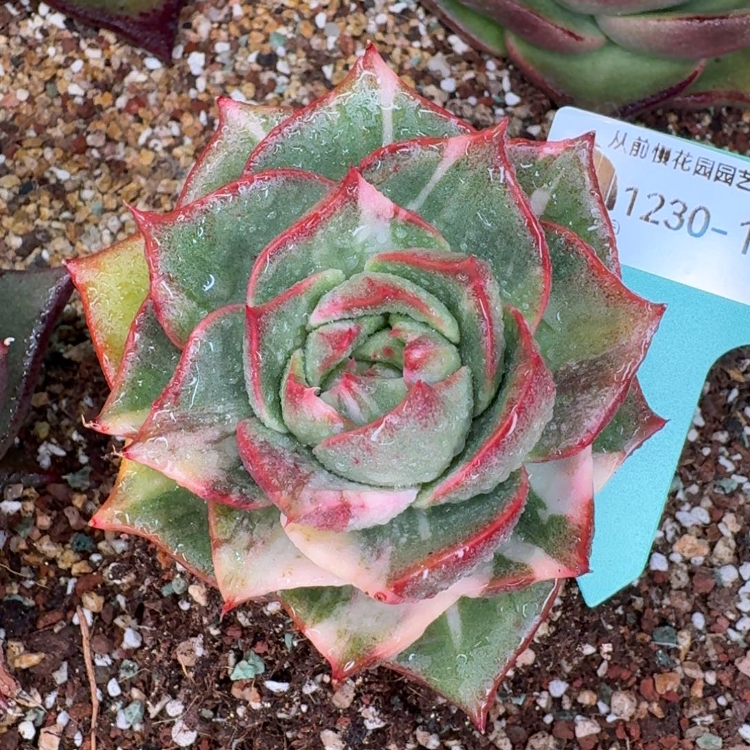 从前慢多肉精选编号1230.111