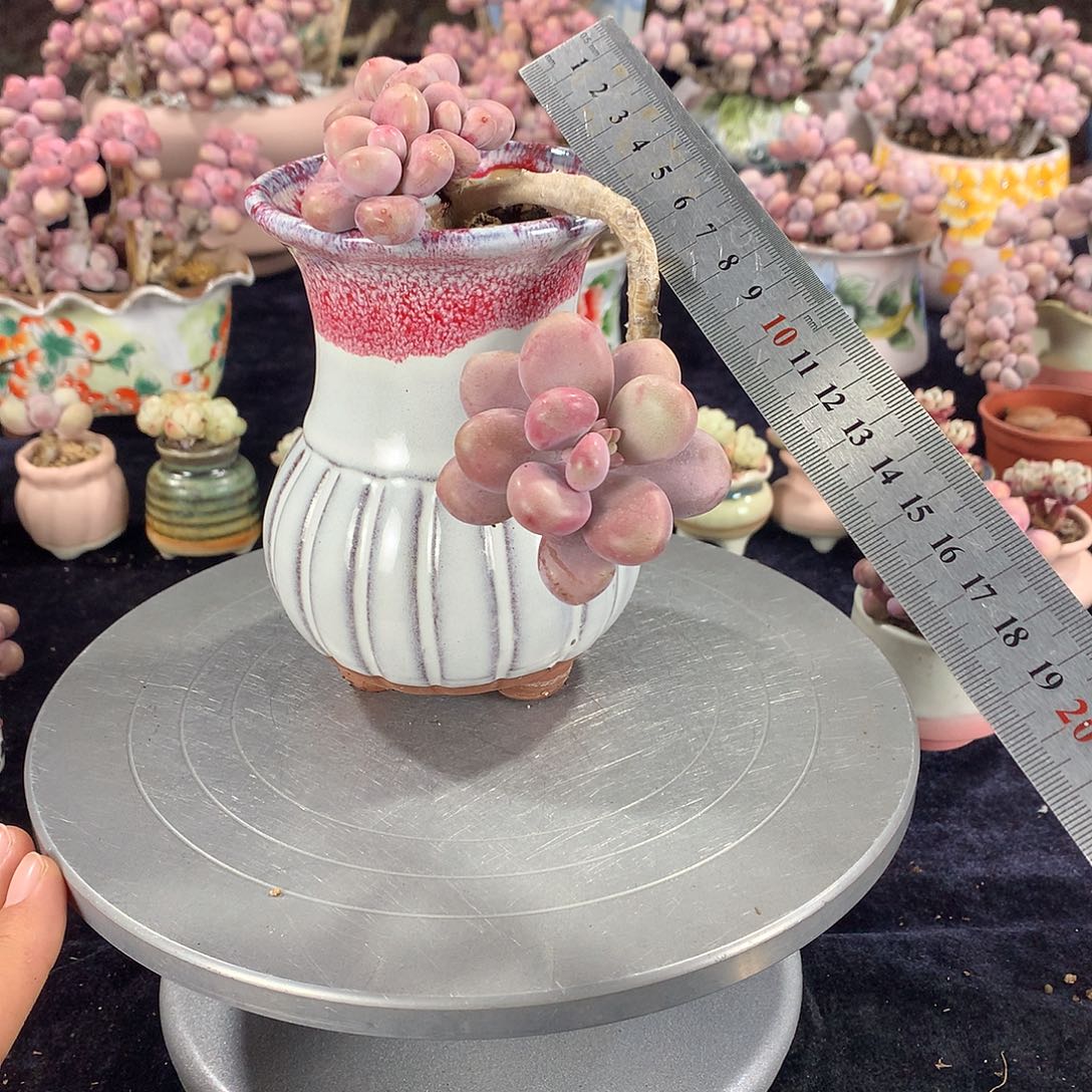 1号不带盆偏远的不包邮的